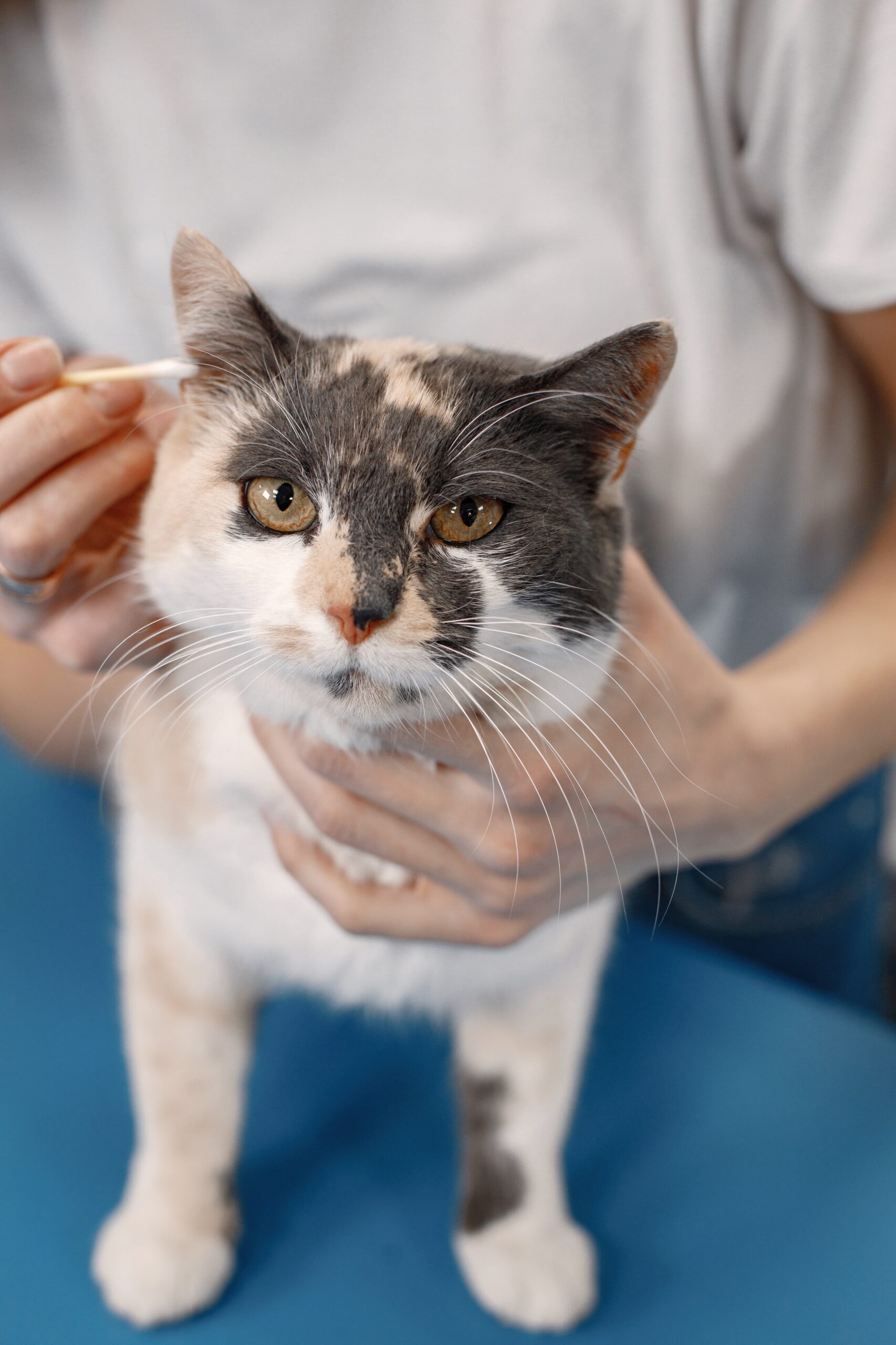 Cat getting procedure at the groomer salon. Young woman in white t-shirt clean ears of a little cat. White and brown cat on a blue table.