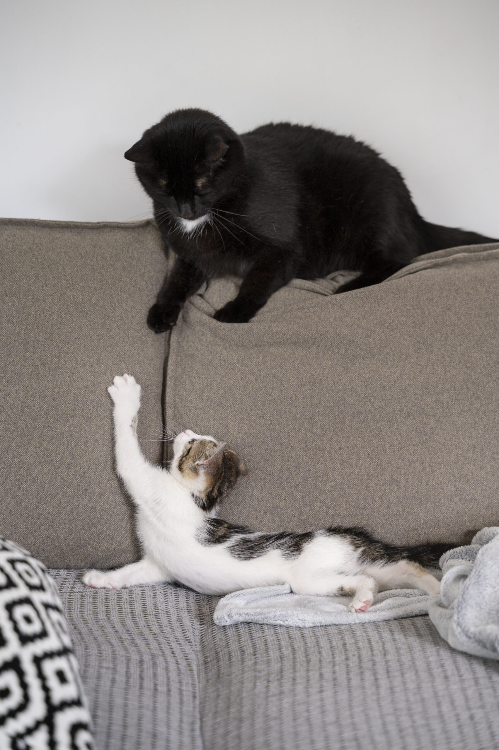 cute-cat-spending-time-indoors
