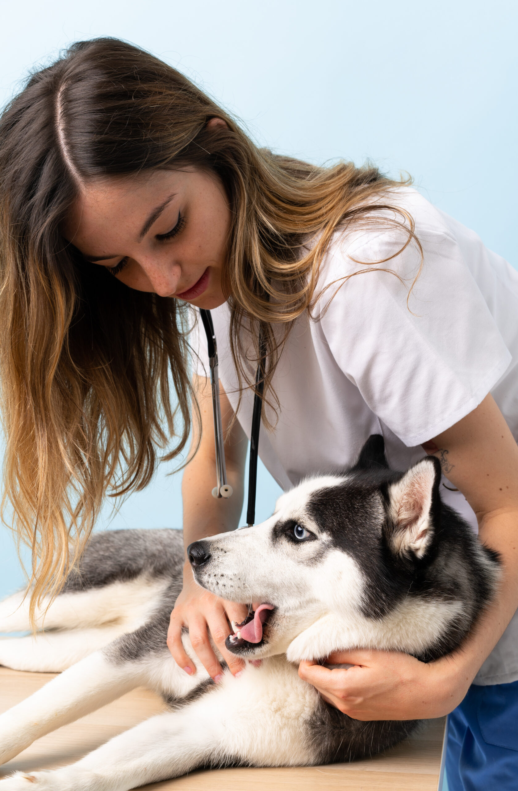 Veterinary doctor at vet clinic with Siberian Husky dog