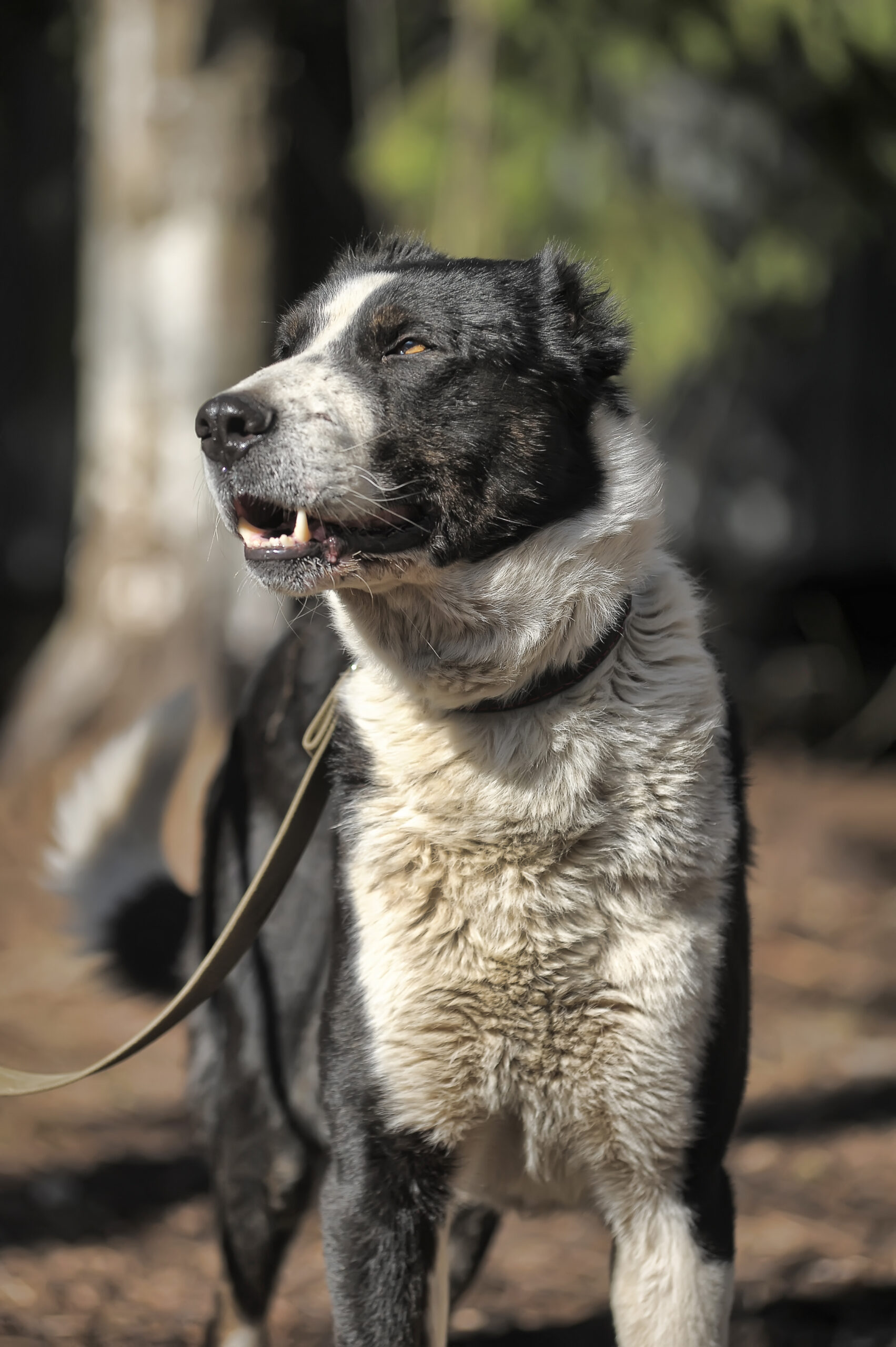 A young beautiful white and black Central Asian Shepherd Dog.