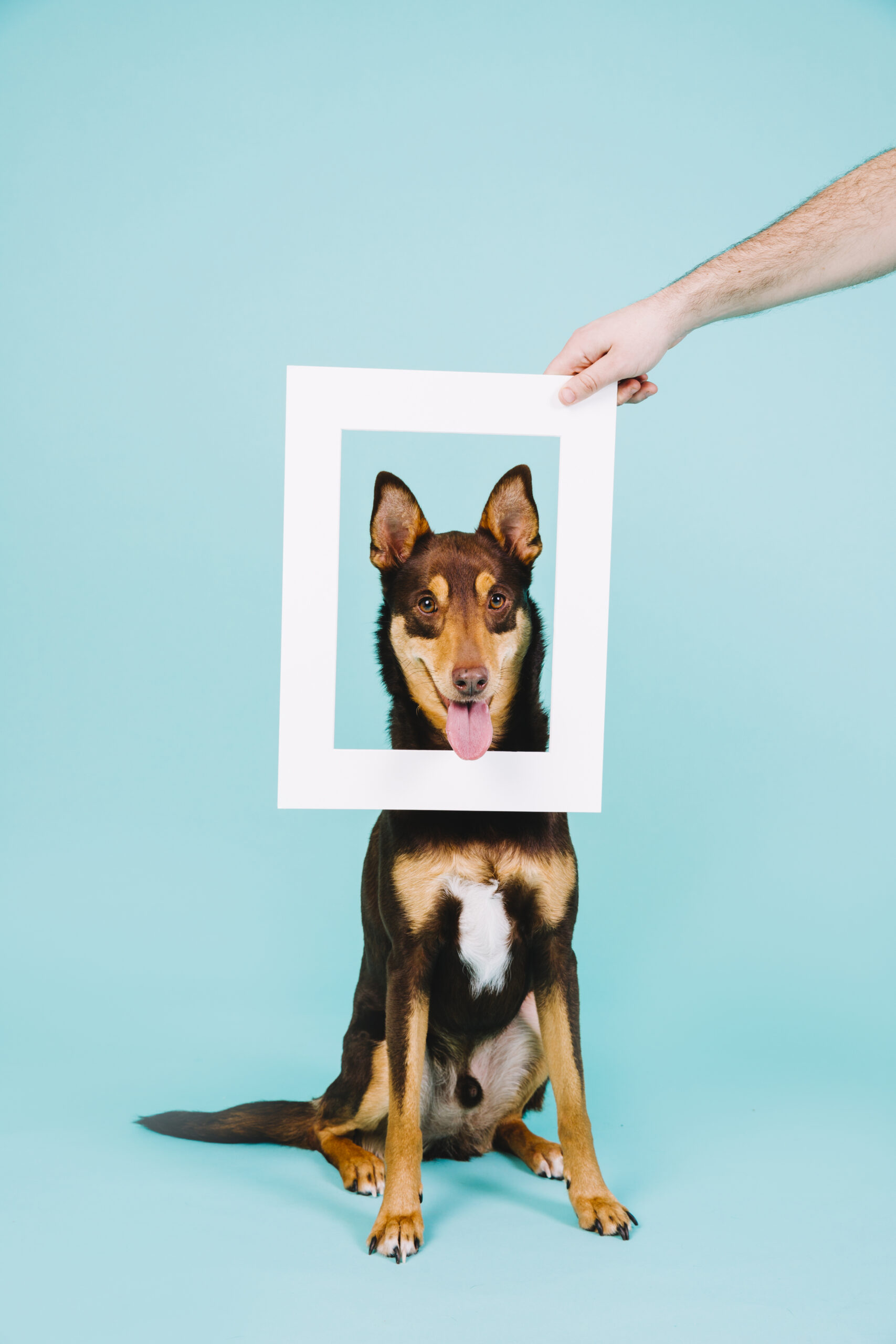 frame-concept-with-dog