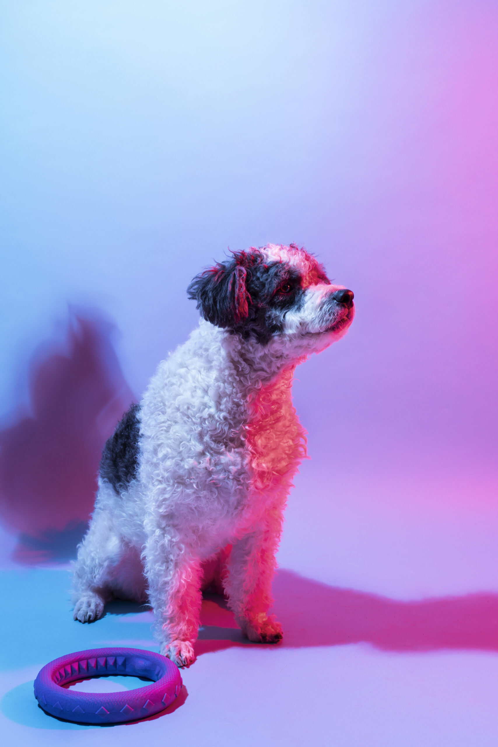 portrait-bichon-frise-dog-gradient-lighting