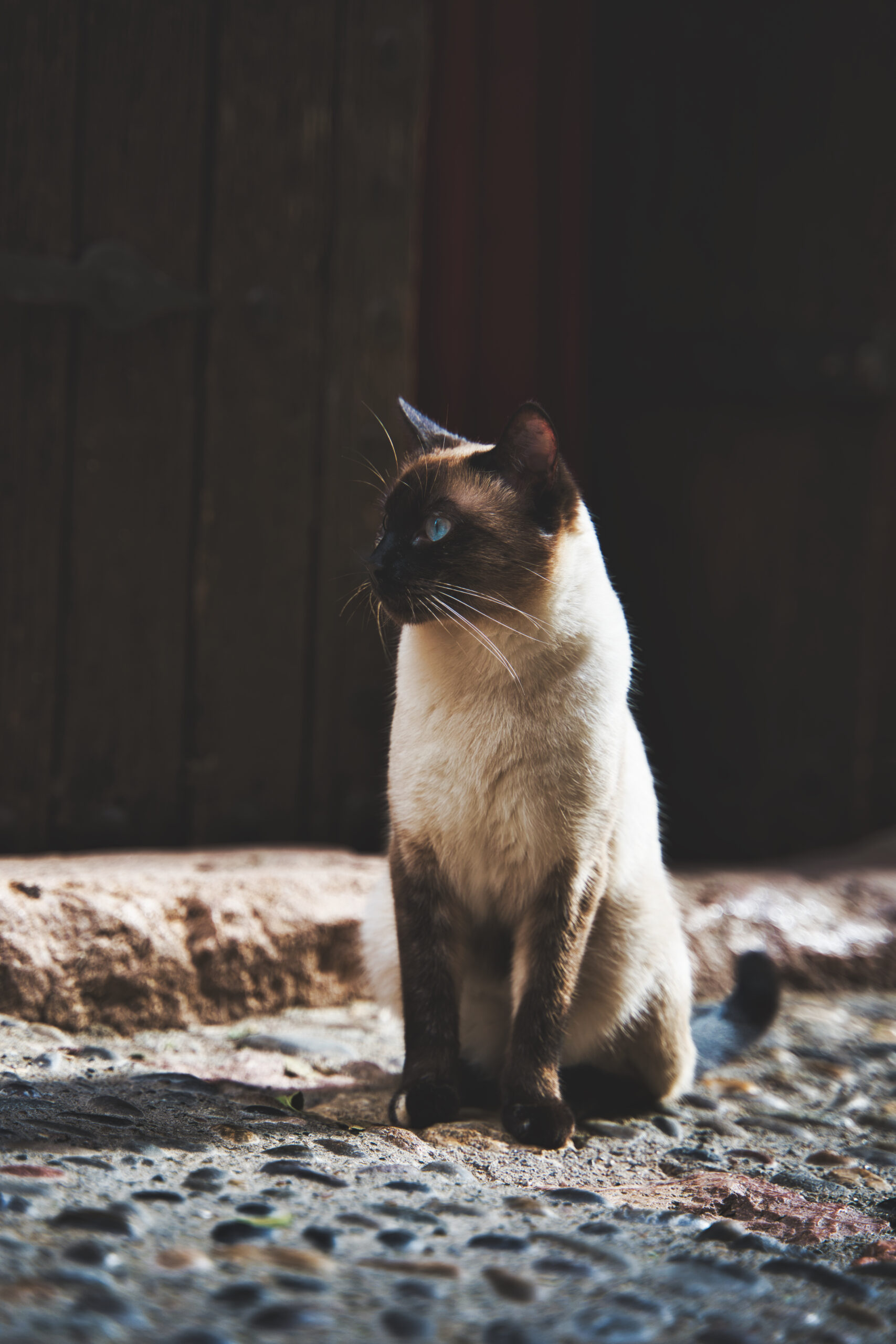A vertical closeup focus shot of an adorable Siamese cat